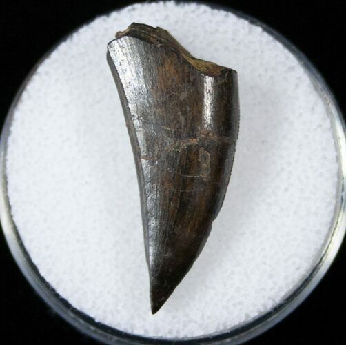 Nanotyrannus Tooth With Interesting Wear #14938